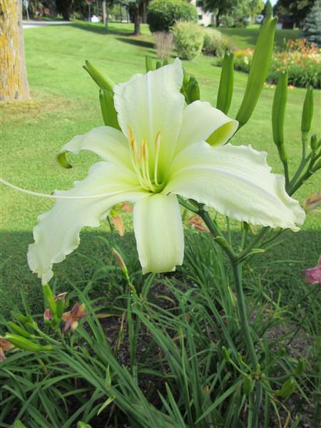 IMG_0706 (450 x 600)