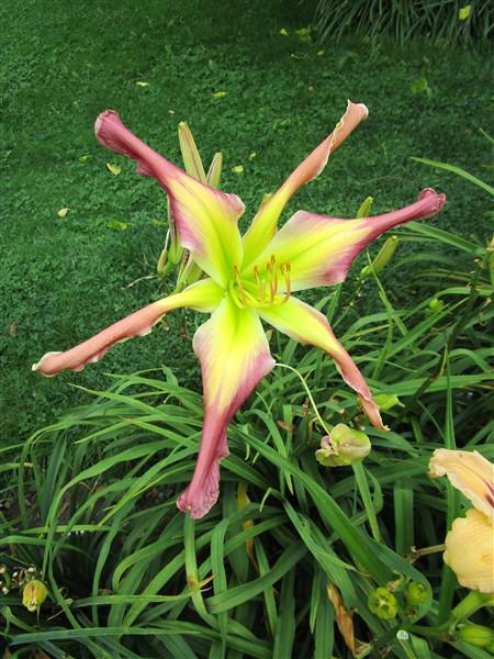 IMG_4980 (450 x 600)