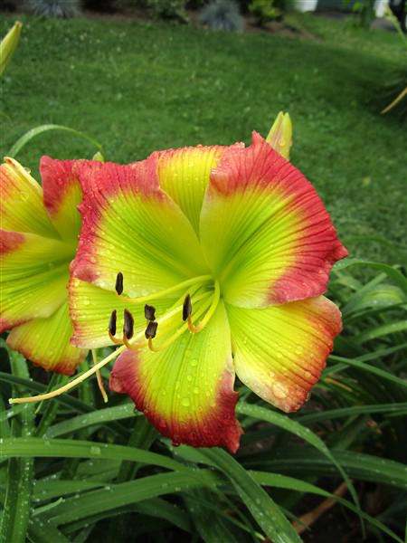 IMG_9670 (450 x 600)