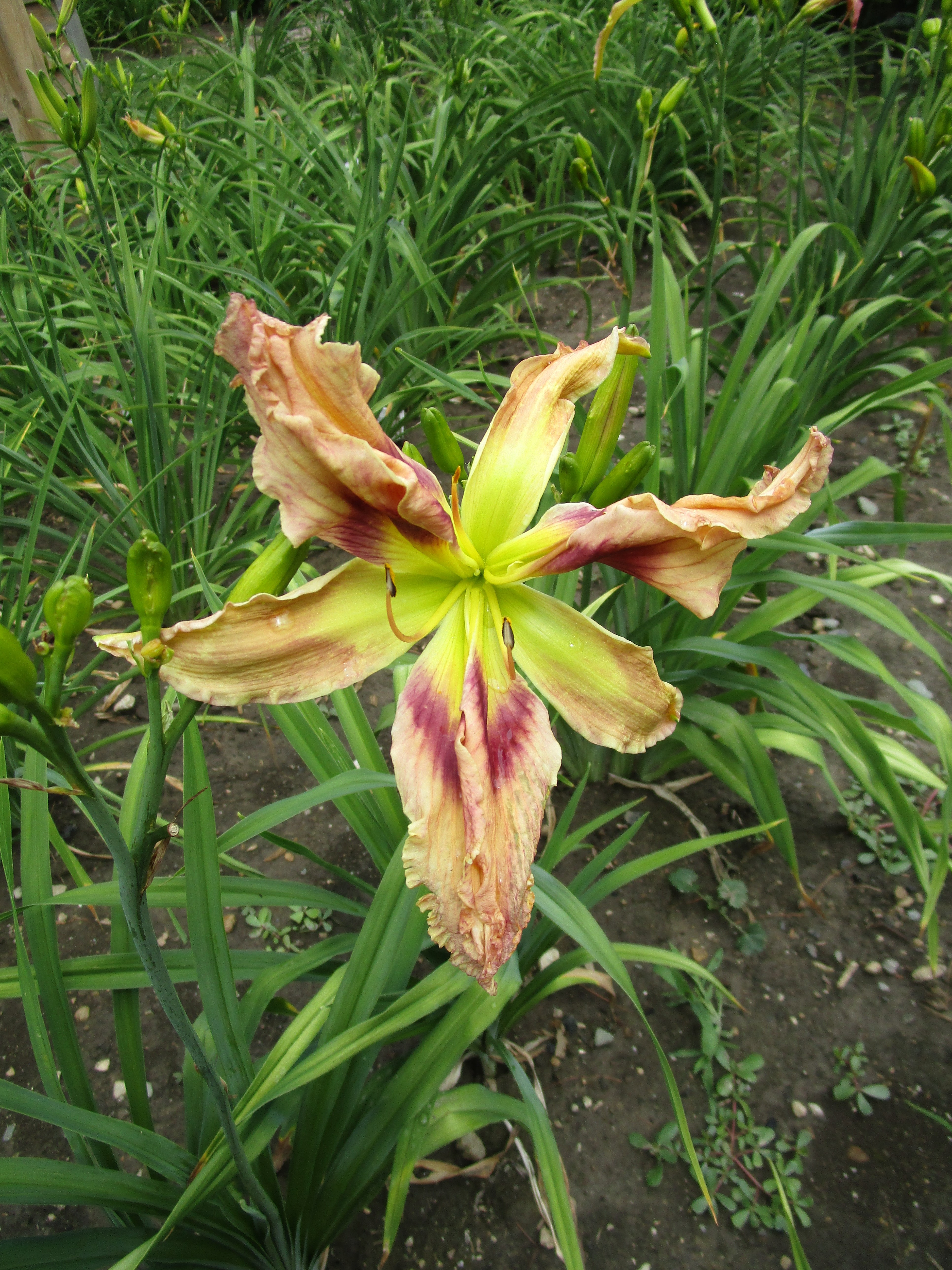 HAWKVALLEY HEMEROCALLIS HAVEN - Margo's Got The Cargo