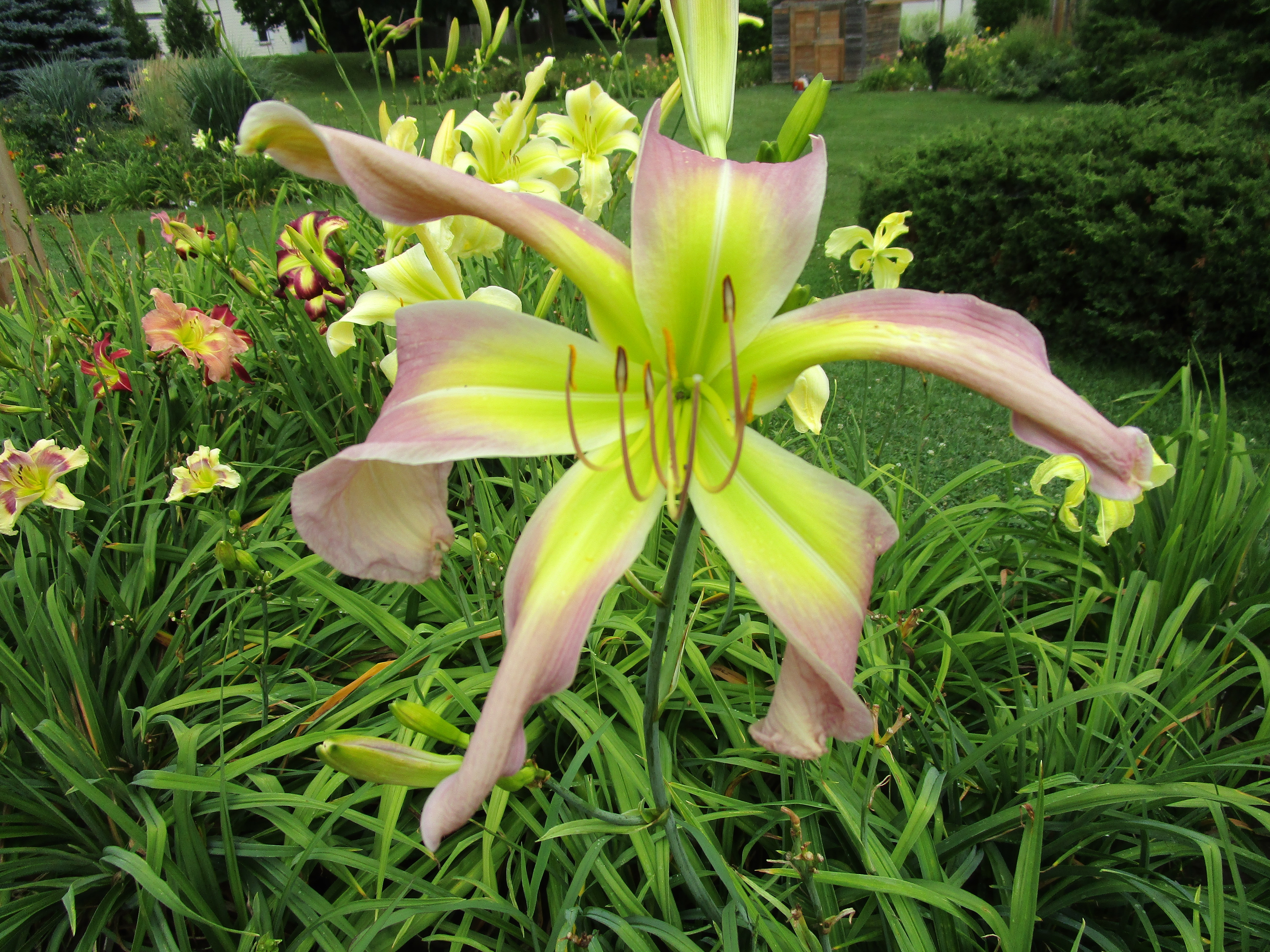 HAWKVALLEY HEMEROCALLIS HAVEN - Aerial Acrobatics